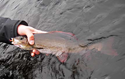Grayling 40 cms